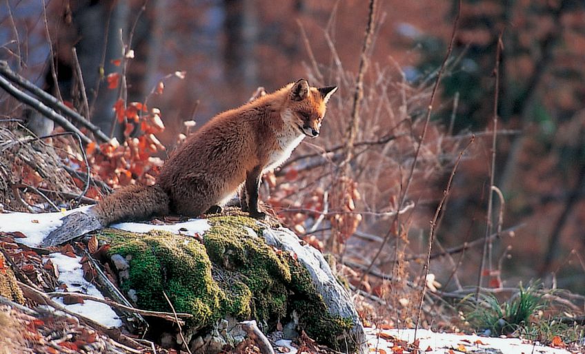 Pourquoi le grand tétras est-il menacé d'extinction - La Salamandre
