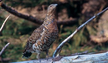 C’est sur les poules, beaucoup plus discrètes que les coqs, que repose l’essentiel de la reproduction. Extrêmement prudentes, elles prennent tout de même de gros risques en couvant sur le sol pendant près d’un mois. Du coup, leur espérance de vie est sensiblement plus faible que celle des coqs. C’est sur les poules, beaucoup plus discrètes que les coqs, que repose l’essentiel de la reproduction. Extrêmement prudentes, elles prennent tout de même de gros risques en couvant sur le sol pendant près d’un mois. Du coup, leur espérance de vie est sensiblement plus faible que celle des coqs.