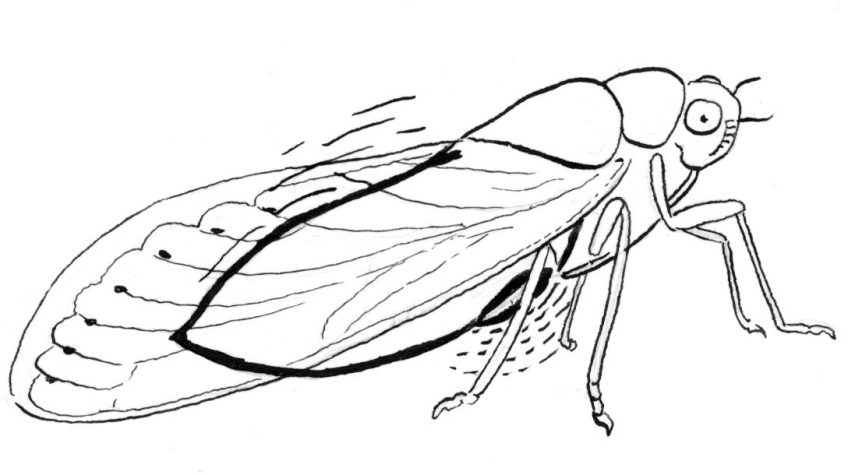 Chez la cigale de l’orne, c’est la déformation rythmée de deux plaques qui fait vibrer l’abdomen creux de l’insecte et génère son chant assourdissant.
