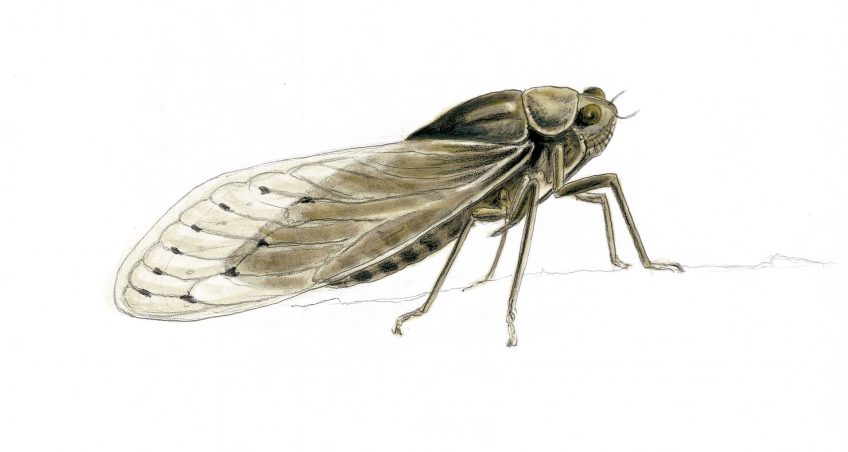 Cigale de l’orne  Cigale de l’orne