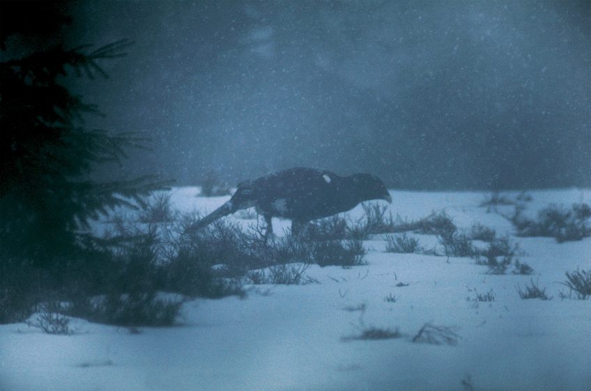 Contrairement au reste de l’année, il est très rare qu’ils picorent au sol durant l’hiver. pourquoi le grand tétras se perche sur les arbres - La Salamandre