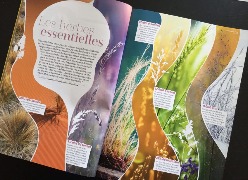 Herbes et graminées Salamandre n° 246