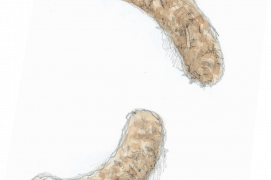 Crotte de grand tétras / © Pierre Baumgart