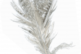 Duvet de grand tétras / © Pierre Baumgart