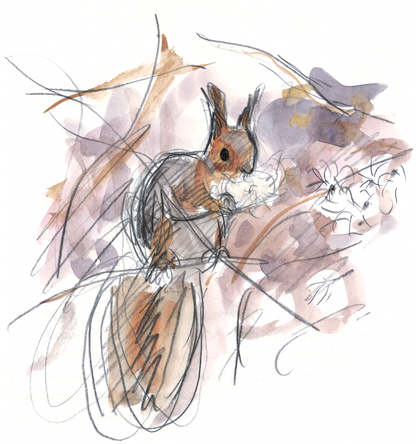 A quoi ressemble le nid de l'écureuil? - La Salamandre