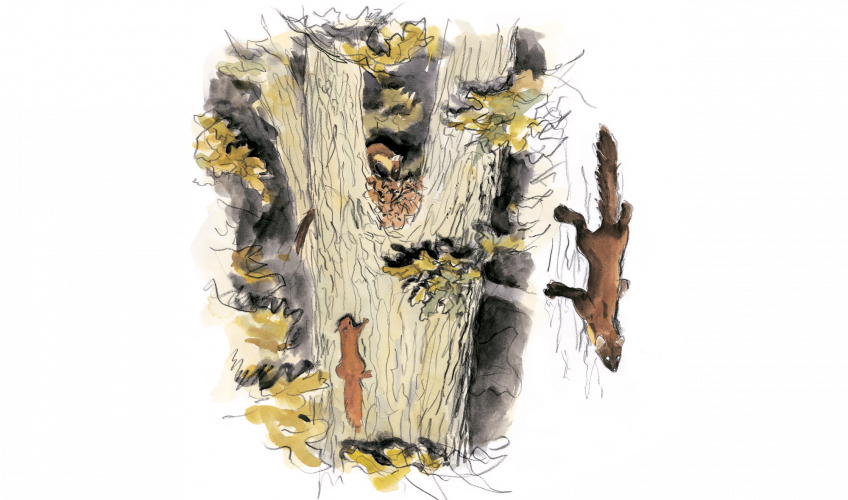 La martre et l’autour, les prédateurs de l'écureuil - La Salamandre