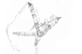 Empreinte de grand tétra / © Pierre Baumgart