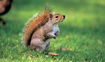 En Angleterre comme en Italie, les programmes d’éradication de l’écureuil gris sont condamnés par les associations de protection des animaux. Le rongeur jouit déjà d’une forte cote de popularité.
