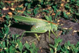 L’accouplement, la ponte, le stade larvaire et la mue finale en insecte parfait, quatre moments clés dans la vie d’un criquet ou d’une sauterelle. / © IVAN KUZMIN (SUTTER)
