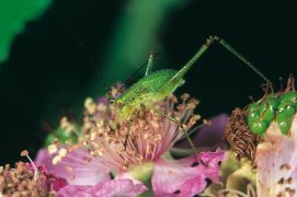 L’accouplement, la ponte, le stade larvaire et la mue finale en insecte parfait, quatre moments clés dans la vie d’un criquet ou d’une sauterelle. / © Jean-Claude Teyssier
