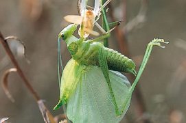 L’accouplement, la ponte, le stade larvaire et la mue finale en insecte parfait, quatre moments clés dans la vie d’un criquet ou d’une sauterelle. / © GILLES CARRON
