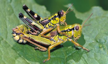 L’accouplement, la ponte, le stade larvaire et la mue finale en insecte parfait, quatre moments clés dans la vie d’un criquet ou d’une sauterelle. L’accouplement, la ponte, le stade larvaire et la mue finale en insecte parfait, quatre moments clés dans la vie d’un criquet ou d’une sauterelle.