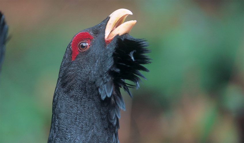 Comment faire pour protéger le grand tétras - La Salamandre