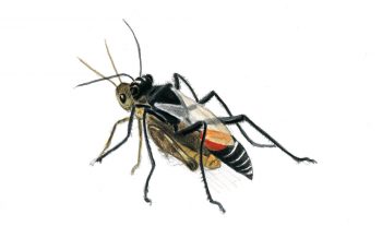 Le sphex qui traîne sa proie paralysée vers son antre réalise un exploit physique. De plus, il est capable de contourner des obstacles sans
perdre son cap.