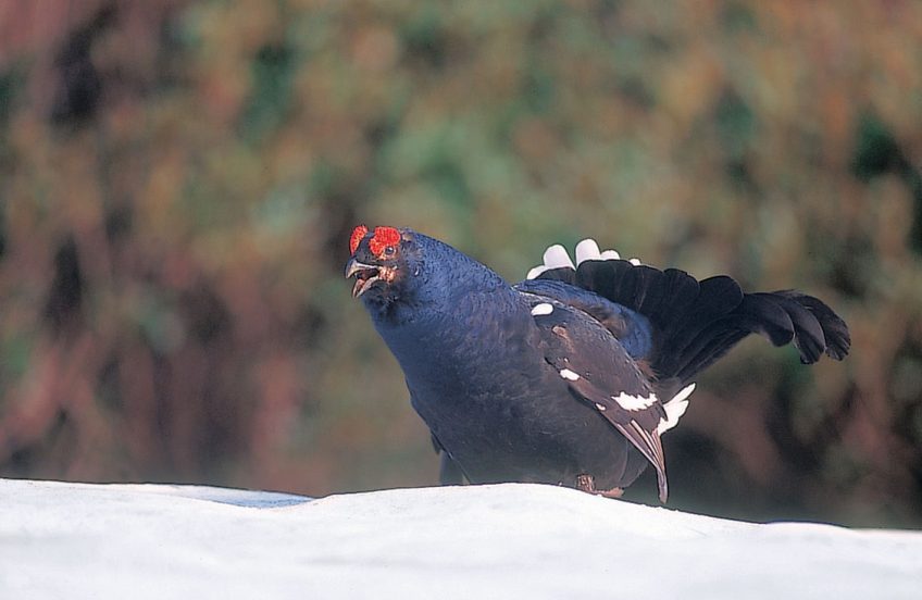 Le tétras-lyre est encore largement répandu dans les Alpes. En revanche,  il est absent 
du Jura. tétras-lyre