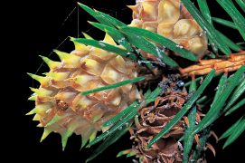 L’écureuil mange volontiers les « galles ananas » qu’il trouve au bout des rameaux. Ces déformations végétales abritent les larves d’un puceron qui pond ses œufs à la base des aiguilles. / © Gilbert Hayoz