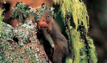 L’écureuil manipule habilement les fruits entre ses pattes. Comme les primates, il est soit gaucher, soit droitier.