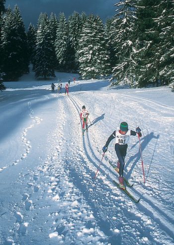 Les coqs de bruyère, comme le reste de la faune, peuvent s’habituer au passage régulier de promeneurs ou de skieurs sur un même itinéraire. Mais une personne seule en pleine forêt les fera s’envoler loin, très loin. Comment faire pour protéger le grand tétras - La Salamandre