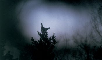 Les coqs peuvent passer tout l’hiver perchés sur quelques vieux hêtres et sapins blancs. Ils ne s’envolent qu’en cas d’absolue nécessité et réduisent leurs déplacements au strict minimum . Les coqs peuvent passer tout l’hiver perchés sur quelques vieux hêtres et sapins blancs. Ils ne s’envolent qu’en cas d’absolue nécessité et réduisent leurs déplacements au strict minimum .