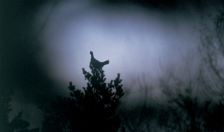 pourquoi le grand tétras se perche sur les arbres - La Salamandre