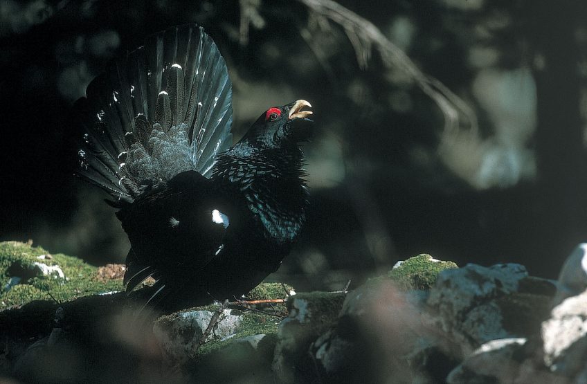 Les coqs sont doués d’une excellente vue. Même dans un terrain vallonné, ils ont besoin de voir et d’être vus pour établir leur hiérarchie. Les places de chant du grand tétras - La Salamandre