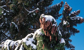 Les écureuils profitent abondamment de l’épicéa en hiver, mais aussi en été. A la belle saison, quand la nourriture se fait rare, les rongeurs déterrent les cônes qu’ils ont enfouis en automne, ou s’attaquent aux cônes non encore mûrs. Les écureuils profitent abondamment de l’épicéa en hiver, mais aussi en été. A la belle saison, quand la nourriture se fait rare, les rongeurs déterrent les cônes qu’ils ont enfouis en automne, ou s’attaquent aux cônes non encore mûrs.