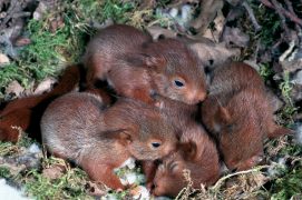 Les écureuils sont aveugles et nus à la naissance. A trois semaines, ils ont une fourrure. Leurs yeux s’ouvrent un peu plus tard. / © A. et j. visage - photo prise en captivité