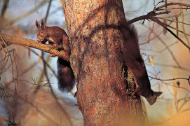 Les écureuils sont des animaux solitaires. Ce n’est généralement qu’à la saison des amours ou lors de l’émancipation des jeunes qu’on peut les voir à plusieurs dans les arbres. / © Vincent Munier