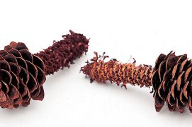 Les graines de l’épicéa sont nourrissantes, mais minuscules. Une maigre ration
en regard de l’énergie dépensée pour
les extraire !
L'écureuil doit
avaler chaque jour l’équivalent de 30 à 40 cônes d’épicéa et de 100 à 140 cônes de pin sylvestre. / © Gilbert Hayoz