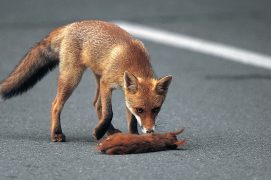 Les jeunes écureuils se font parfois écraser sur les routes quand ils se dispersent. En période de rut, les mâles oublient toute prudence. / © Manfred Danegger (SUTTER)