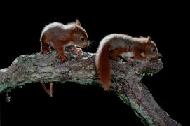 Les jeunes grandissent très vite. A 4 semaines, ils ressemblent déjà à des écureuils miniatures. Leurs pattes et leurs ongles paraissent démesurés. / © A. et j. visage