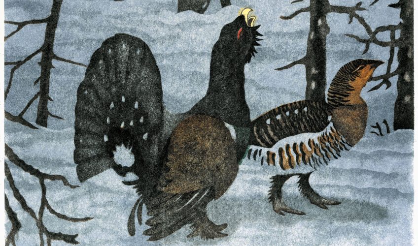 dessin d'un couple de grand tétras