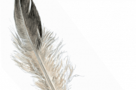 PLume de grand tétras / © Pierre Baumgart