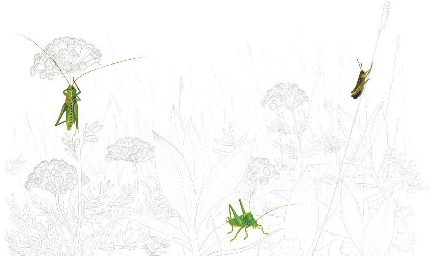 L’orchestre des sauterelles - La Salamandre