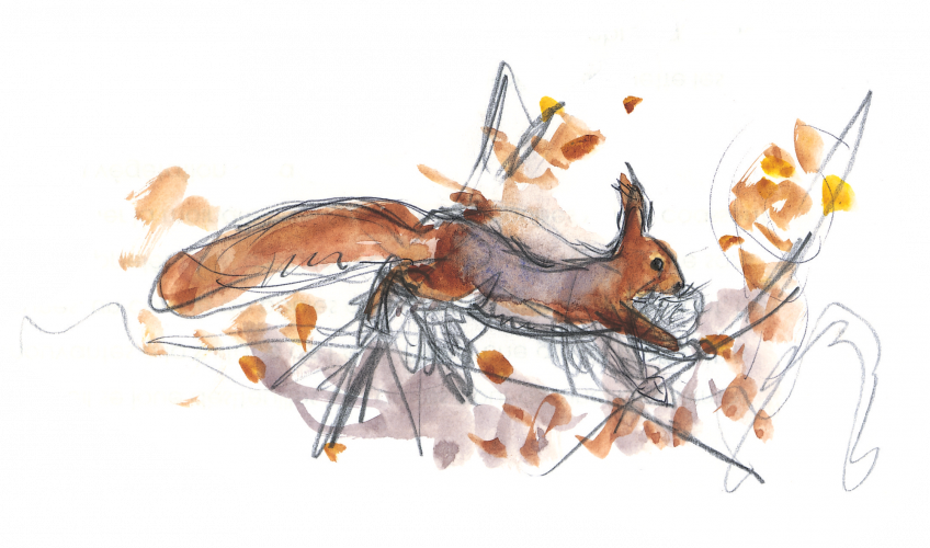 A quoi ressemble le nid de l'écureuil? - La Salamandre