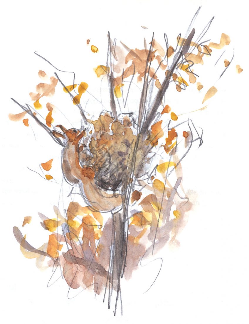 A quoi ressemble le nid de l'écureuil? - La Salamandre