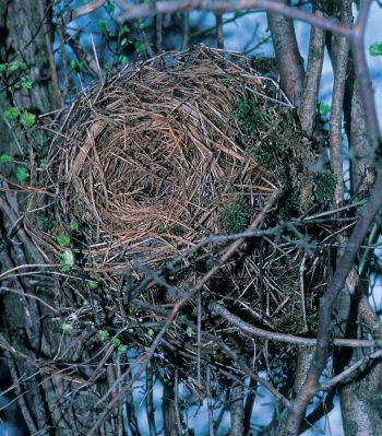 A quoi ressemble le nid de l'écureuil? - La Salamandre