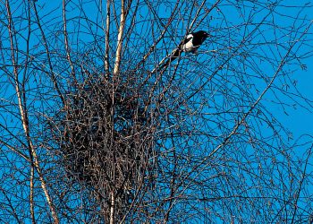 A quoi ressemble le nid de l'écureuil? - La Salamandre