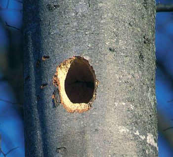 A quoi ressemble le nid de l'écureuil? - La Salamandre