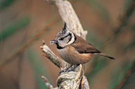 Mésange huppé / © Alain Saunier