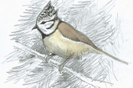 Mésange Huppée / © Pierre Baumgart