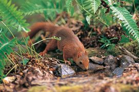 Moins en sécurité au sol qu'en hauteur, l’écureuil s’y attarde pourtant de longs moments pour boire. Et aussi pour chercher ou cacher de la nourriture. / © Erwan Balança