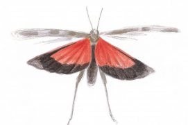 Oedipode rouge