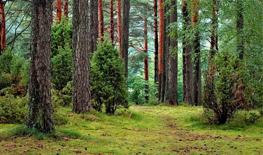 clairière grand tétras