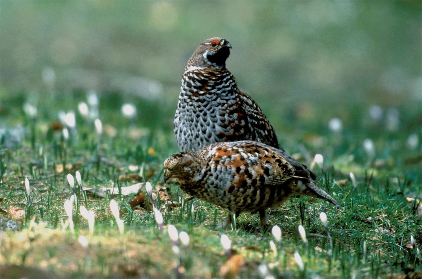 gélinottes des bois