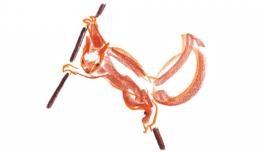 Ecureuil dessin de Jean Chevalier