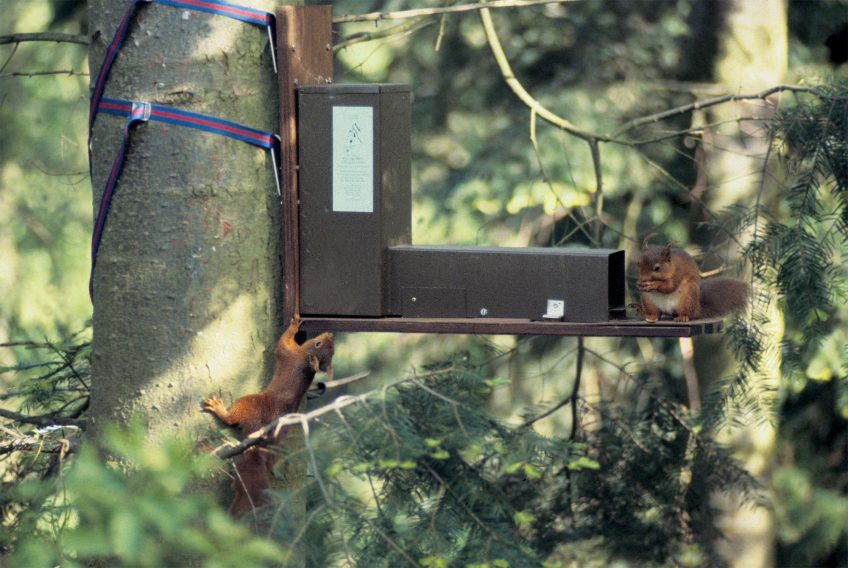 Pour venir en aide aux écureuils roux, les Anglais ont mis au point un distributeur de graines exclusif. Seuls les animaux légers parviennent en effet à faire basculer le plancher qui sépare le tunnel d’accès des généreuses victuailles. L'écureuil gris espèce invasive qui décime l'écureuil roux - La Salamandre