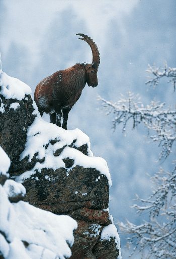 Bouquetin  bouquetin