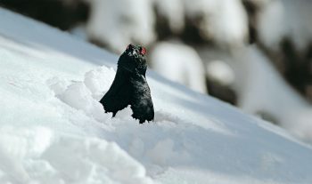 Quand il fait très froid, les tétras-lyres se cachent dans des igloos. Ils n’en sortent que matin et soir pour se ravitailler. Quand il fait très froid, les tétras-lyres se cachent dans des igloos. Ils n’en sortent que matin et soir pour se ravitailler.