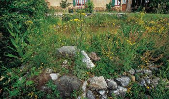 Quelques vieux cailloux, des buissons et un coin de friche: une biotope à criquets et sauterelles devant la maison. Quelques vieux cailloux, des buissons et un coin de friche: une biotope à criquets et sauterelles devant la maison.